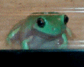 Green WTF