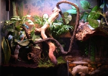 Whites Tree frog enclosure #1