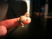 My baby (captive born)