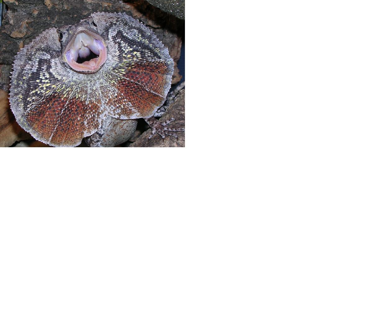 NG Frilled