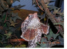 Male Ng frilled