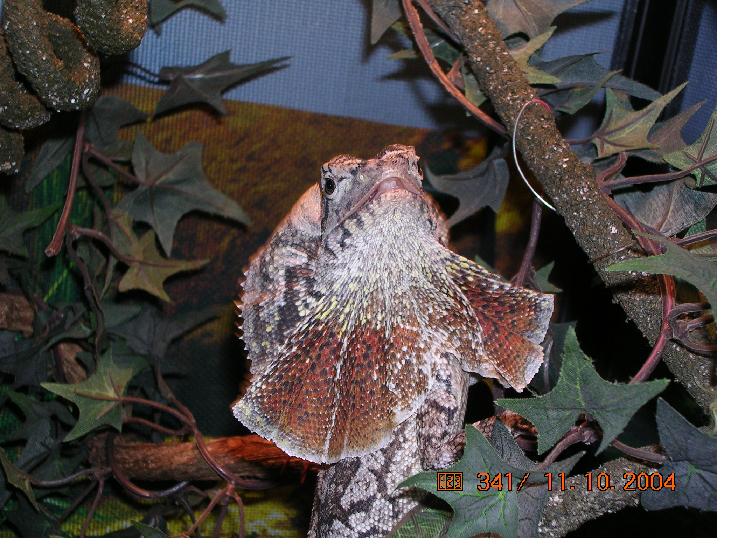Male Ng frilled
