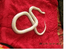 Male Albino Cal King