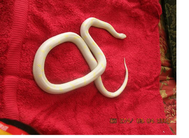 Male Albino Cal King