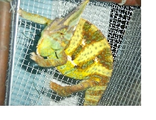 Male veiled