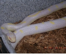 Male cal King
