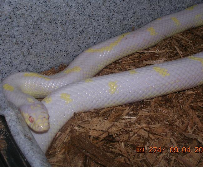 Male cal King