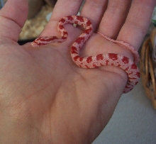 New Baby