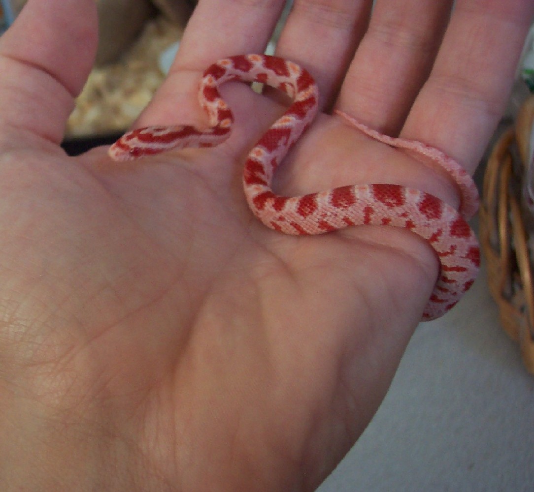 New Baby