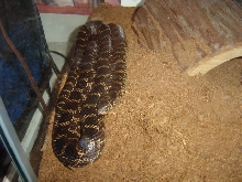 florida kingsnak