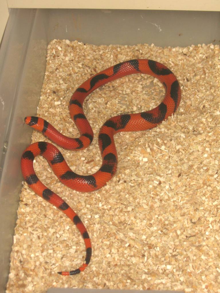 aberrant Hypo Hondo