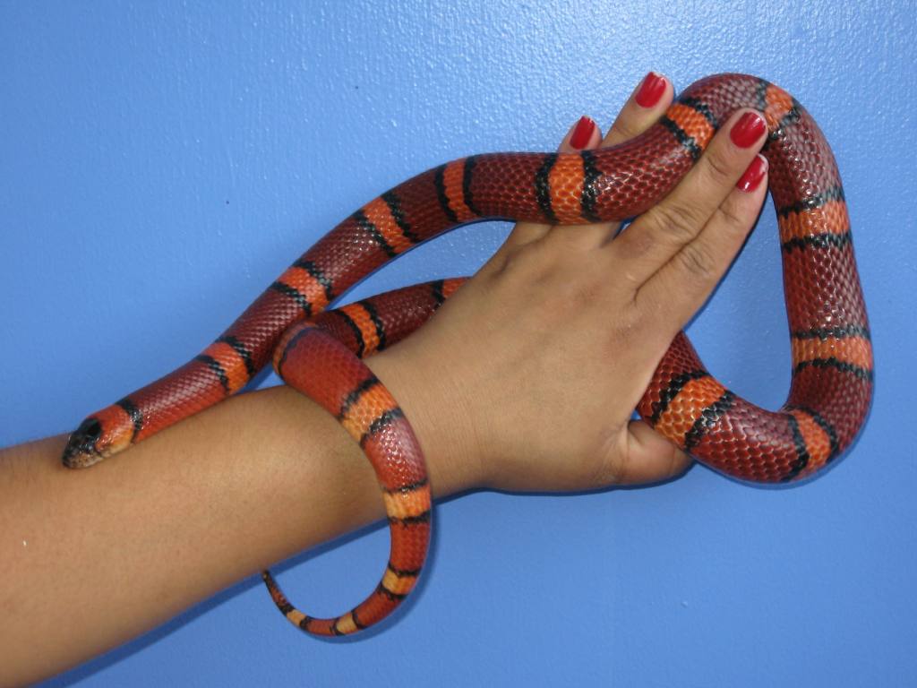 Apricot Pinstripe Annulata - Male Breeder