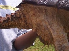 side view