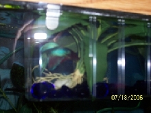 Bubbles RIP