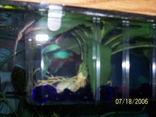 Bubbles RIP