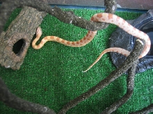 Baby Male Butter Corn