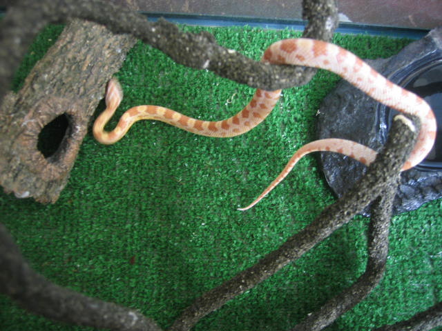 Baby Male Butter Corn