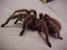 tarantula