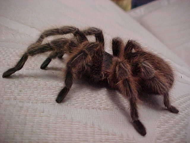 tarantula