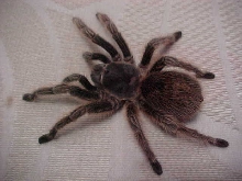 big tarantula