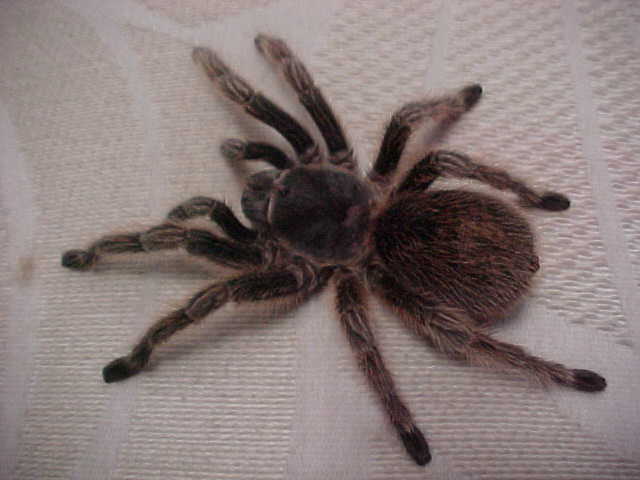 big tarantula