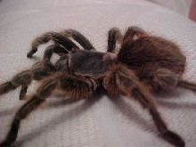curlies tarantula