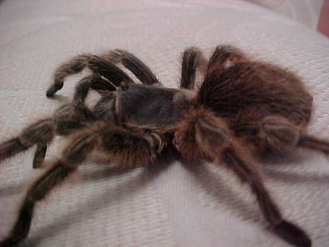 curlies tarantula
