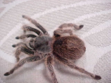tarantula on coutch