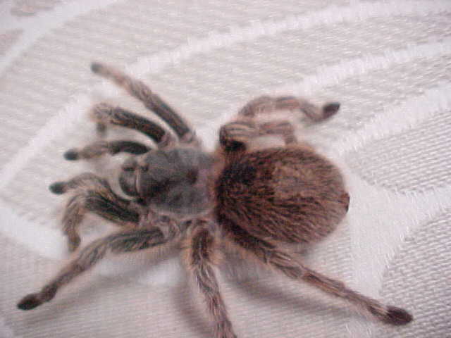 tarantula on coutch