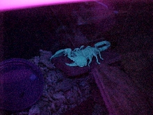 pregnant emperor scorpion