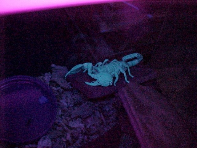 pregnant emperor scorpion