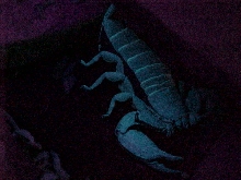 Pregnant flat rock in crib
