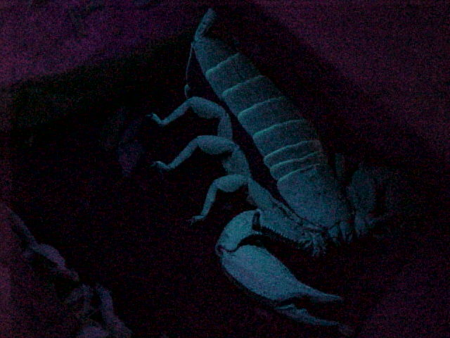 Pregnant flat rock in crib