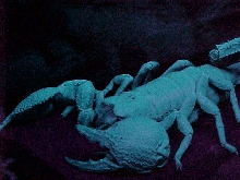 male emperor scorpion