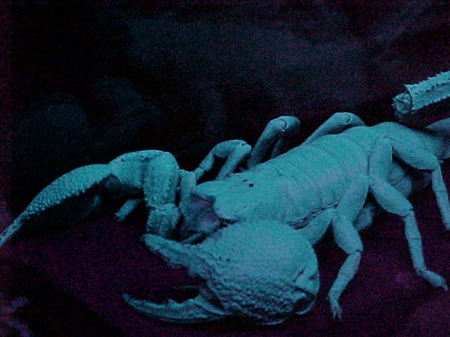 male emperor scorpion