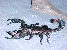 pregnant emp scorpion
