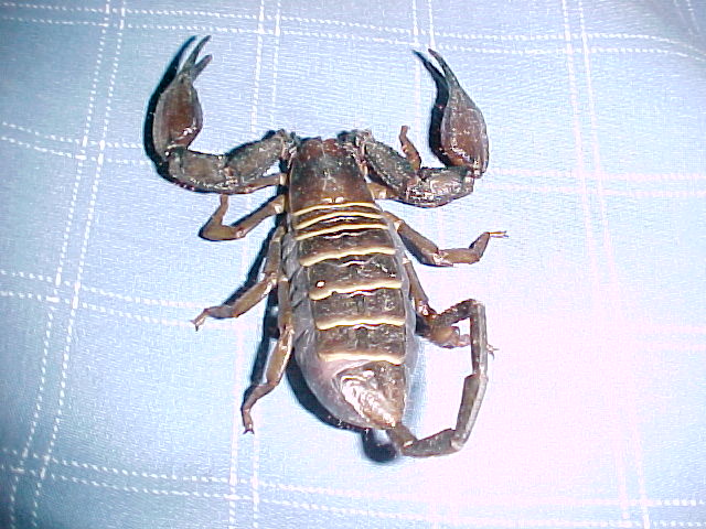 pregnant flat rock on bed