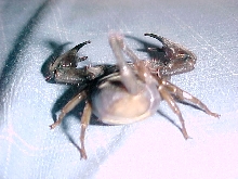 pregnant flat rock scorpion