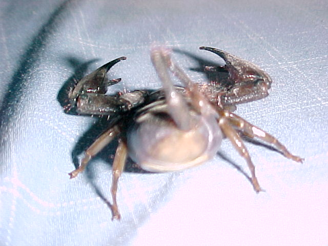 pregnant flat rock scorpion