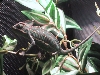 Dagon (3 months old)
