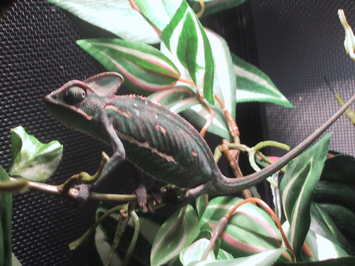 Dagon (3 months old)