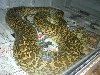 Female Granite burm 12'