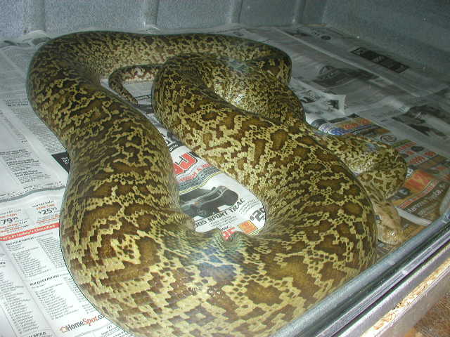 Female Granite burm 12'