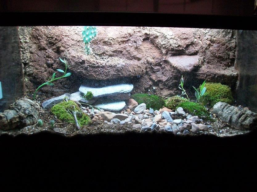 Mini Vivarium Sub tropical