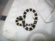 Clarus longnose snake