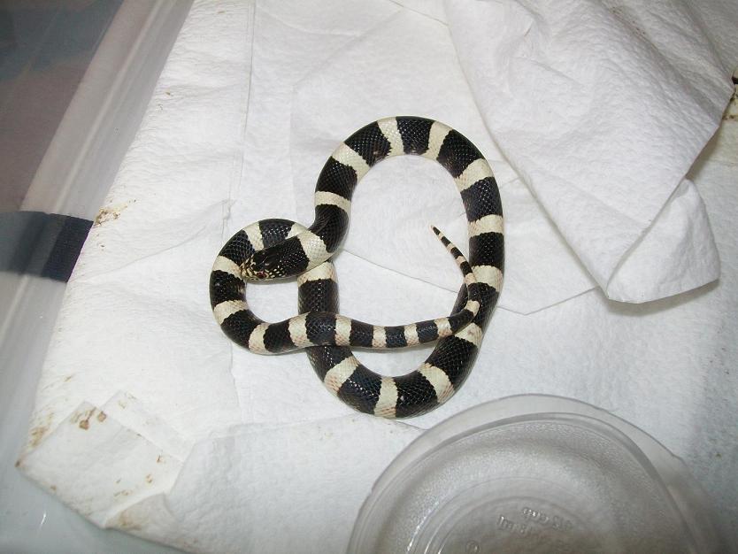 Clarus longnose snake