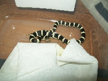 Clarus longnose snake
