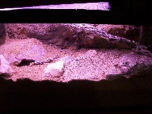 Mini Vivarium Desert