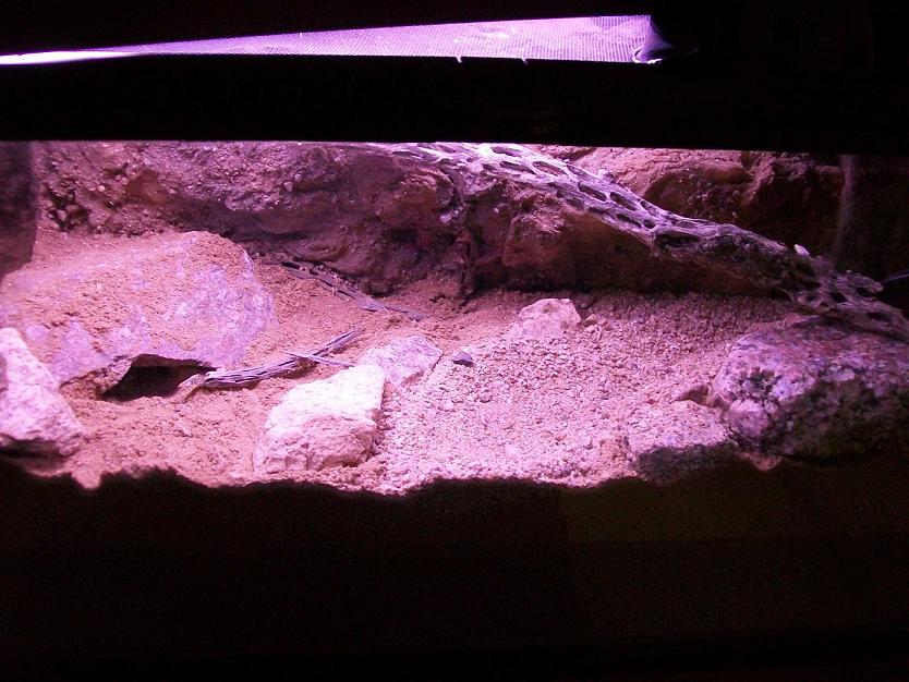 Mini Vivarium Desert