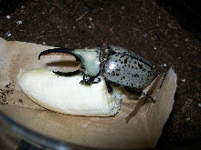 male granti